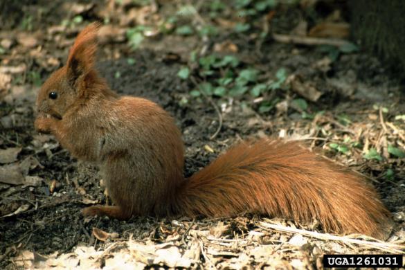 navadna veverica (<i>Sciurus vulgaris</i>)