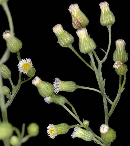 <i>Conyza canadensis</i>