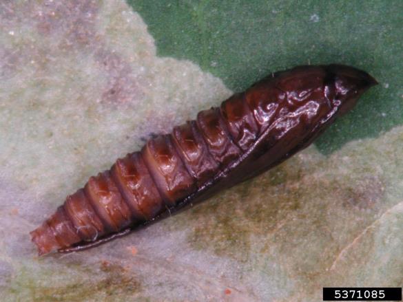 listni zavrtač divjega kostanja (<i>Cameraria ohridella</i>)