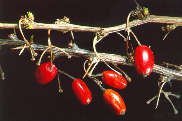<i>Berberis thunbergii</i>