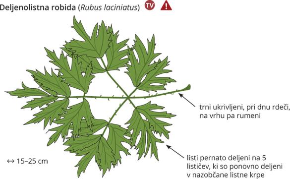 <i>Rubus laciniatus</i>