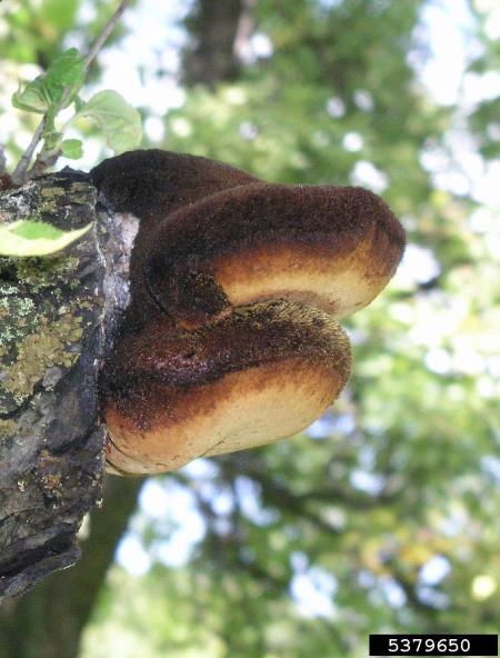 sršati luknjač (<i>Inonotus hispidus</i>) na <i>Malus</i> spp.