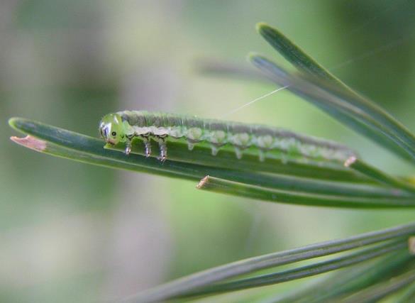 macesnova grizlica