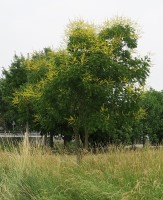 Koelreuteria paniculata