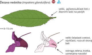 Impatiens glandulifera