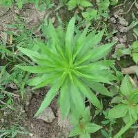 Conyza sumatrensis
