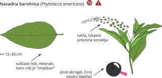Phytolacca americana