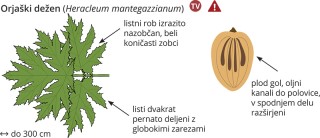 Podatki o sliki, izvirna velikost.
