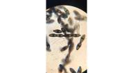 Bisporella monilifera