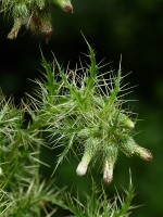 Cirsium candelabrum