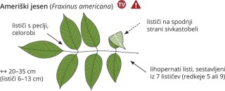 Fraxinus americana