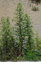 Cirsium candelabrum