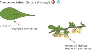 Berberis thunbergii
