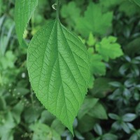 Celtis occidentalis
