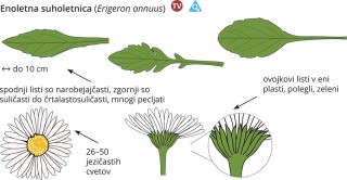 Erigeron annuus
