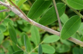 Amorpha fruticosa