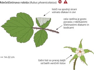 Podatki o sliki, izvirna velikost.