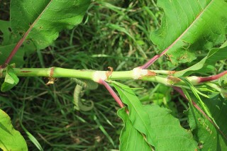 Koenigia polystachya