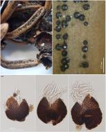Phaeocryptopus nudus