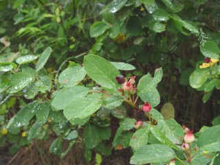 Amelanchier spicata