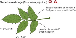 Podatki o sliki, izvirna velikost.