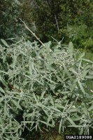 Elaeagnus angustifolia