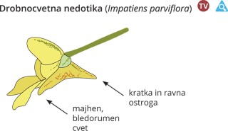 Podatki o sliki, izvirna velikost.
