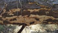 Heterobasidion irregulare