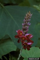 Pueraria montana var. lobata