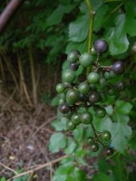 Vitis vulpina