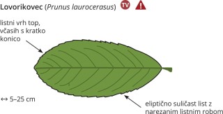 Prunus laurocerasus