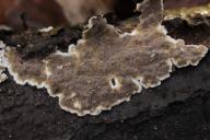Porostereum spadiceum