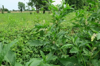 Phytolacca americana