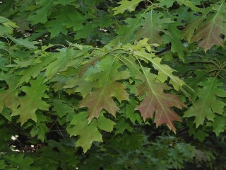 Quercus rubra
