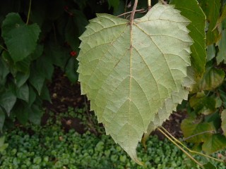 Vitis vulpina