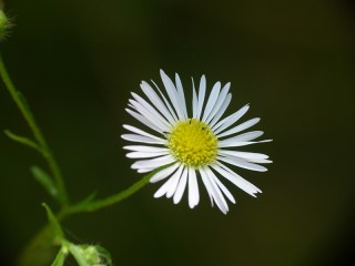 Erigeron annuus