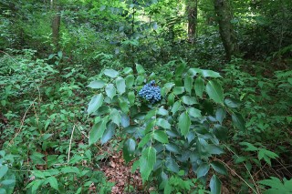 Mahonia bealei