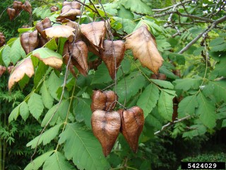 Koelreuteria paniculata