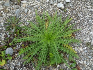 Cirsium candelabrum