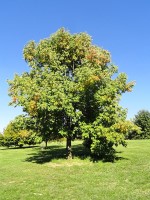 Fraxinus americana