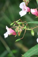 Impatiens glandulifera