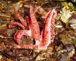 Clathrus archeri