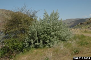 Elaeagnus angustifolia