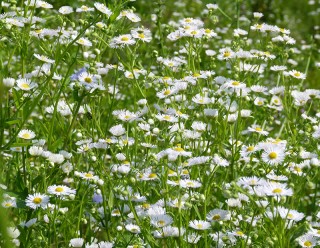 Erigeron annuus