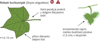 Sicyos angulatus