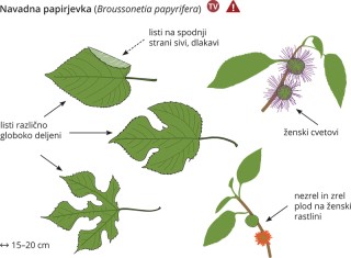 Broussonetia papyrifera