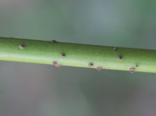 Cornus sericea