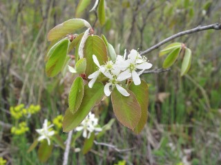 Amelanchier spicata
