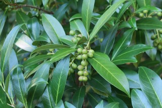 Prunus laurocerasus