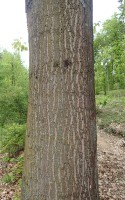 Quercus rubra